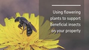 beneficial blooms guide