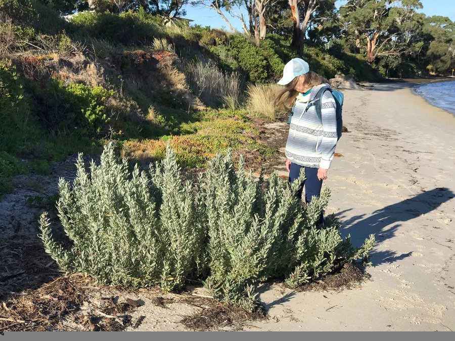 Slatbush at dodges ferry