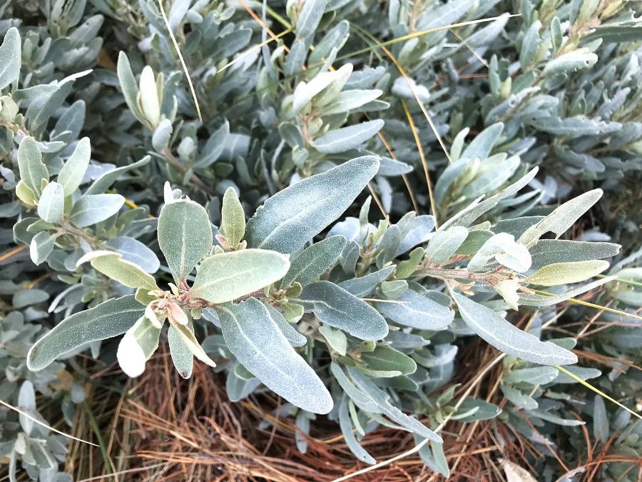 Saltbush leaves