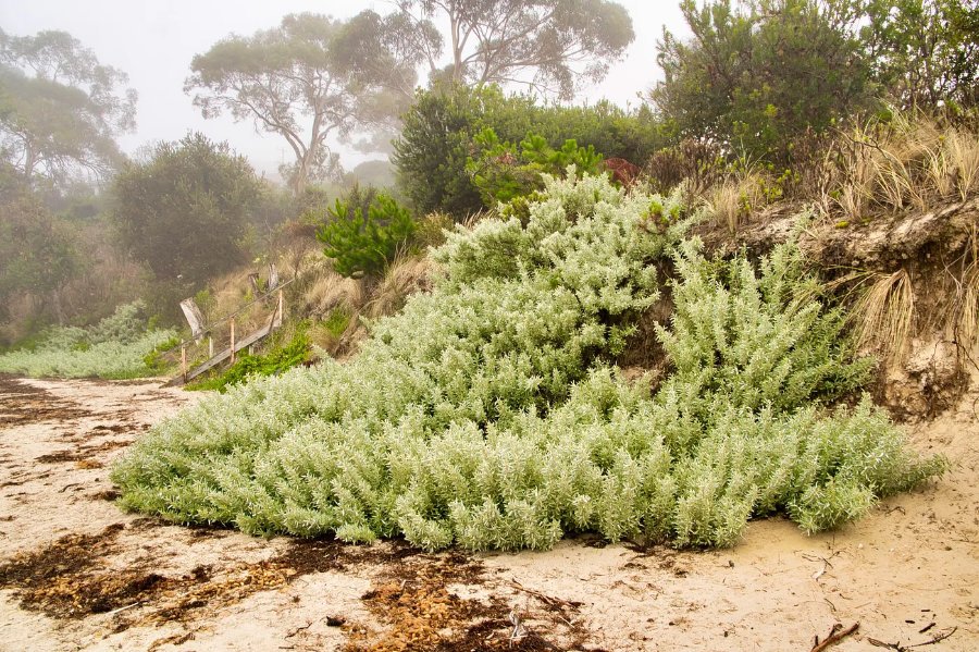 Saltbush at Lewisham