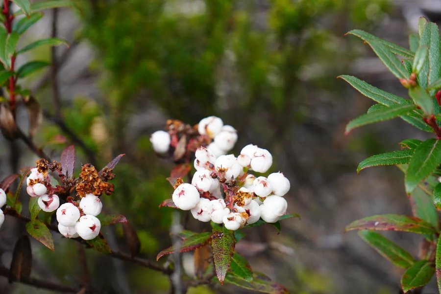 Snowberry