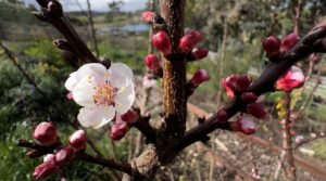 Spring blossom