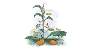 3 sisters planting pattern