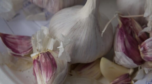 Garlic image