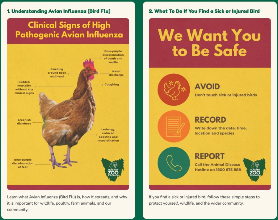 avian flu graphic 1