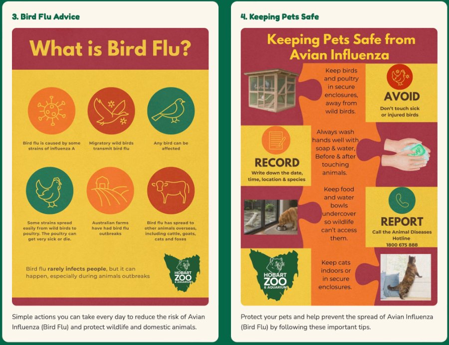 avian flu graphic 2