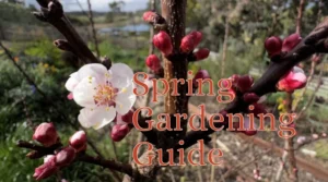 Spring planting calendar image