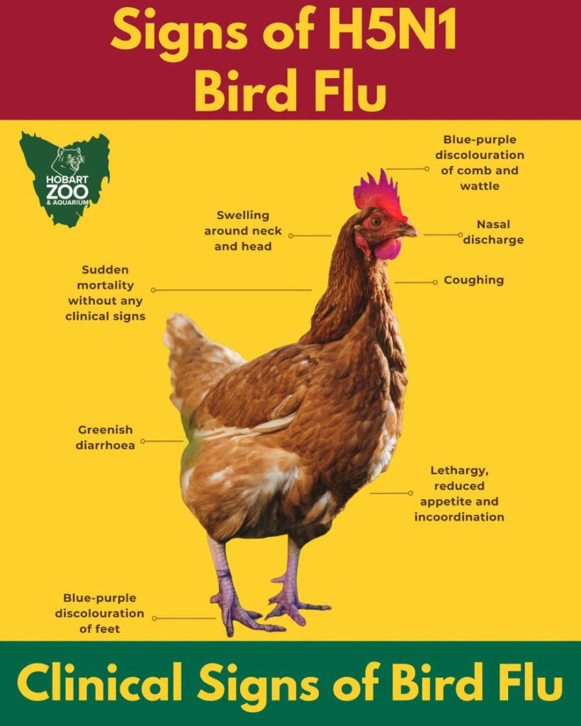 symptom of bird flu