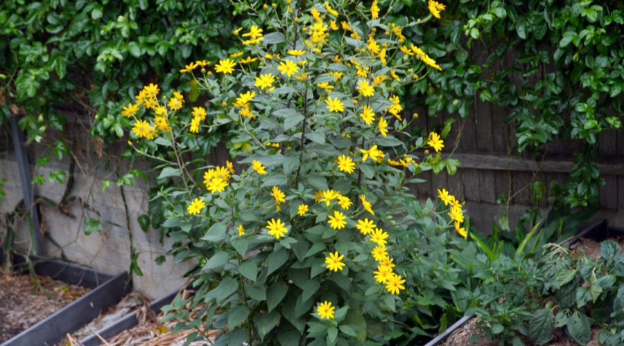 Winter gardening guide