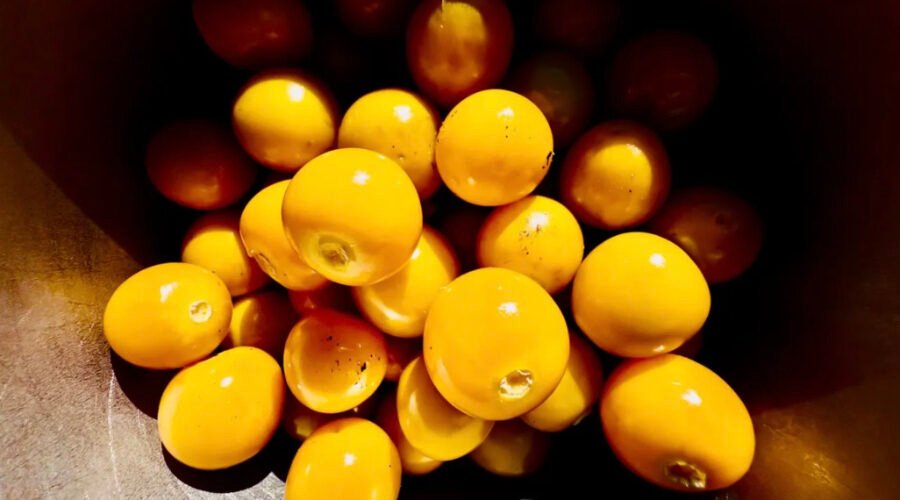 Cape gooseberry