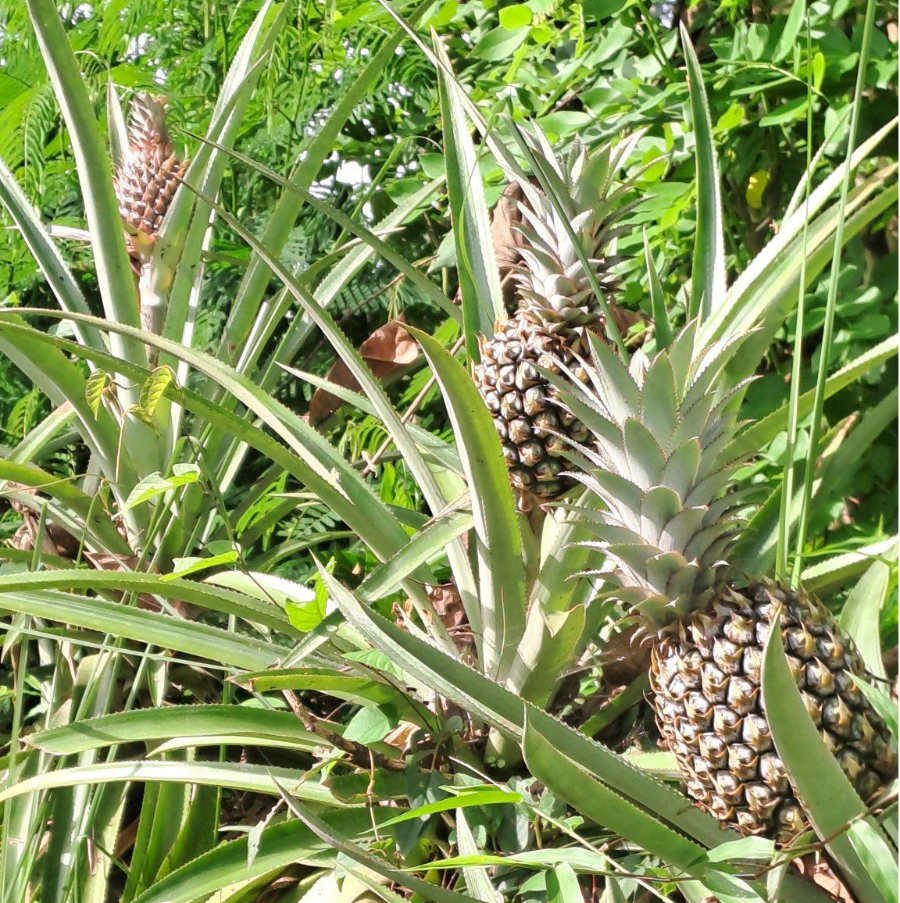 Pineapple living fence
