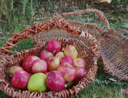 Willow Weaving Workshop