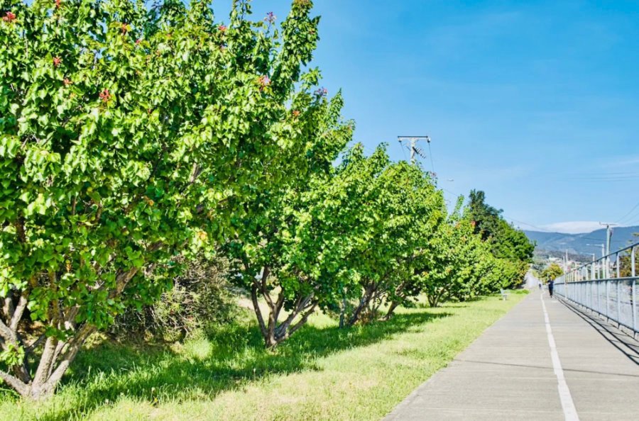 Apricot trees
