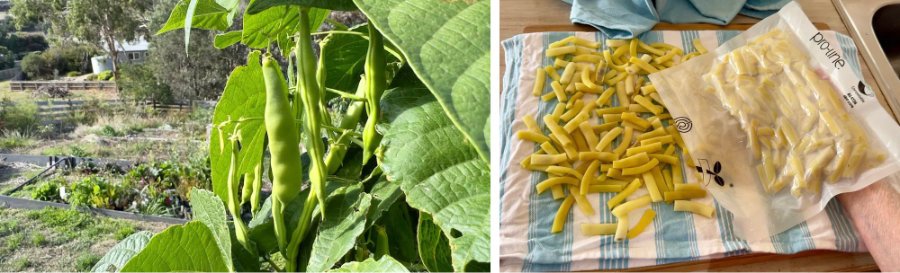 Beans come in many varieties.