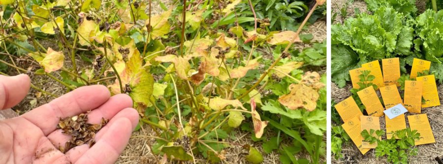Buckwheat seeds