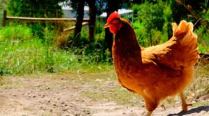 Chicken