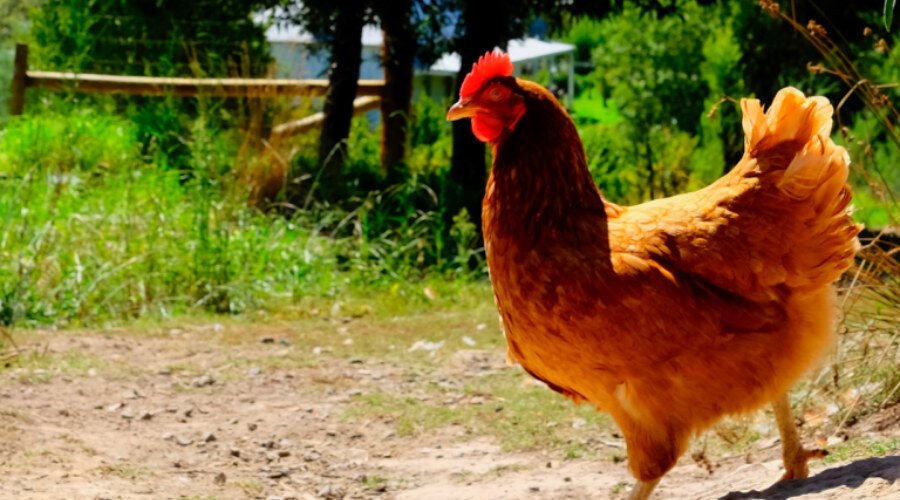 Basic biosecurity: bringing new animals onto your property