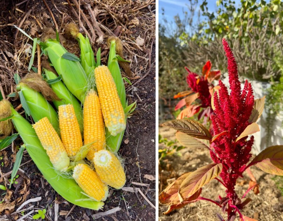 Corn and amaranth