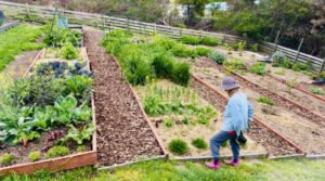 home garden