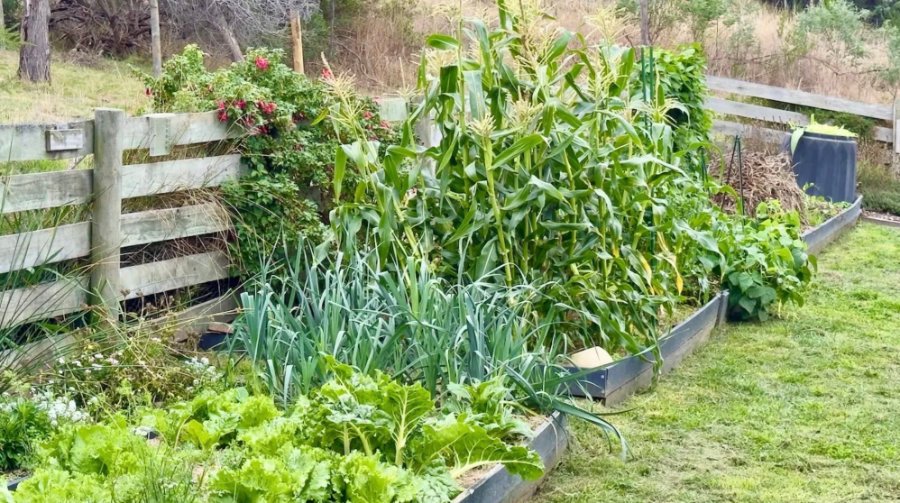 leafy greens