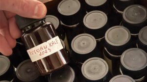 Preserved Kale