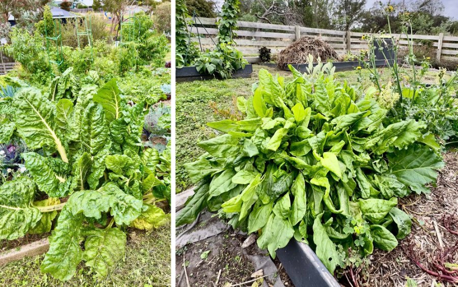 Silverbeet