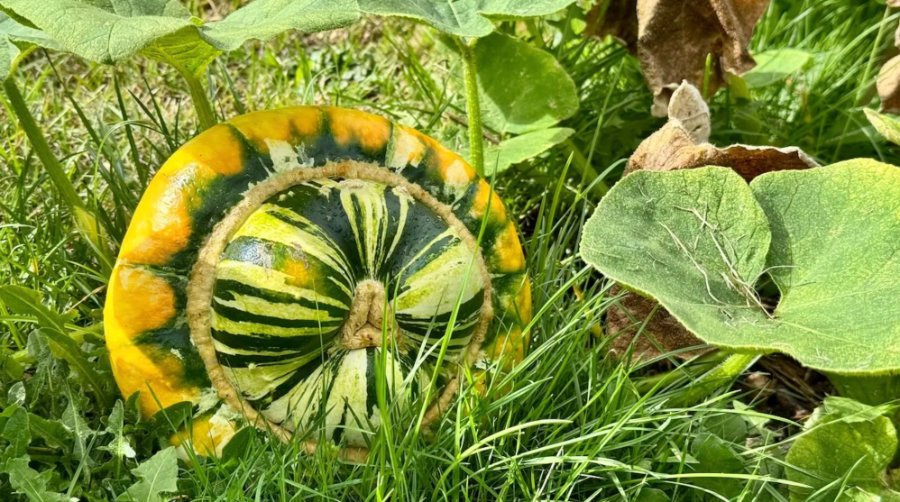 Turks turban pumpkin