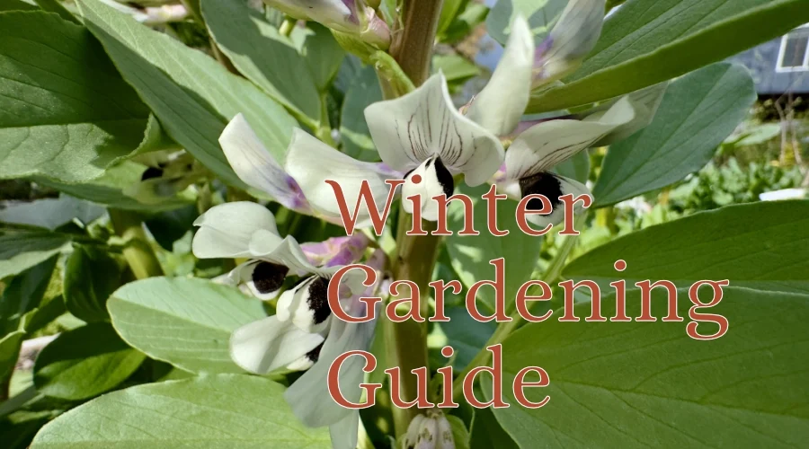 Winter gardening guide