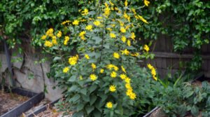 Jerusalem artichoke in flower
