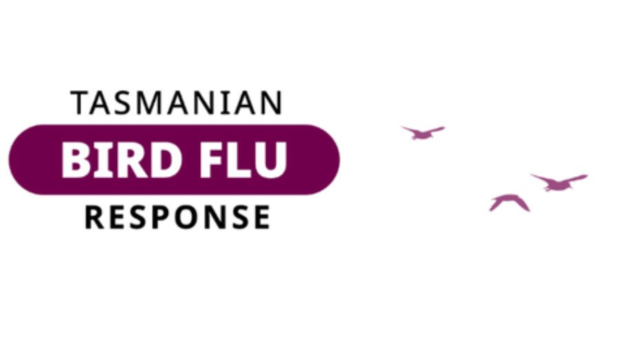 Tasmanian Bird Flu Response