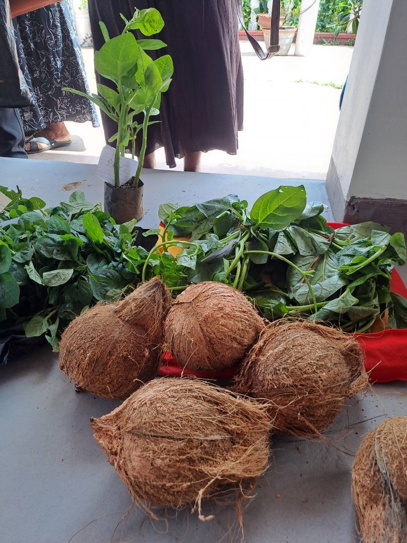 Coconuts in Sri Lanka