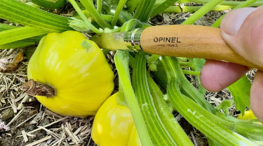 Golden scallopini: a small, bright summer squash