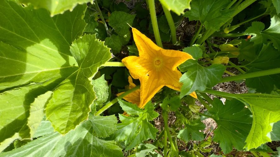 golden scallopini flower