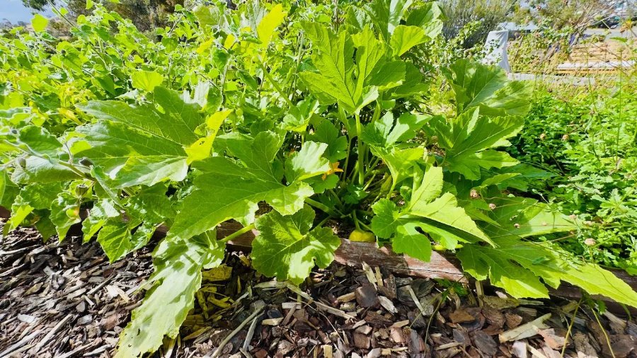 golden scallopini plant