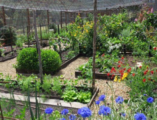 Veggie Gardening for Beginners
