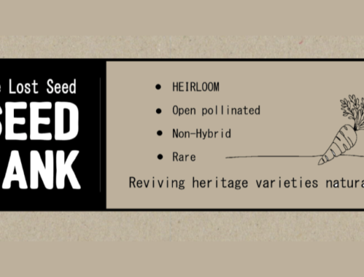 The Lost Seed