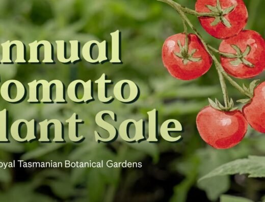 Annual Tomato Plant Sale