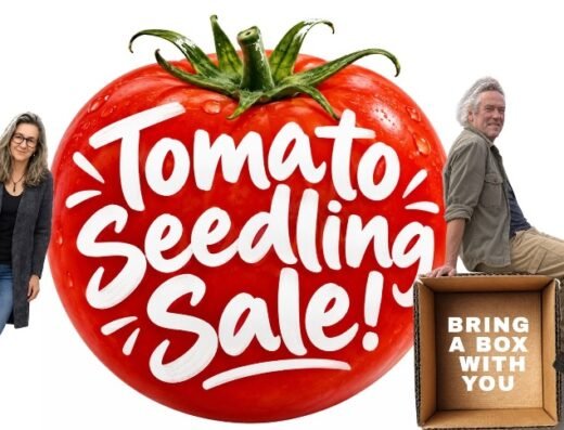 Tomato Seedling Sale